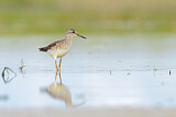 Image. Wood Sandpiper