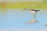 Image. Wood Sandpiper