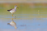 Image. Wood Sandpiper