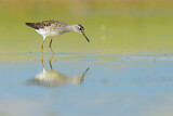 Image. Wood Sandpiper