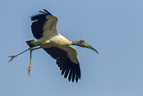 Image. Wood Stork