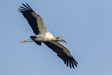 Image. Wood Stork