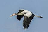 Image. Wood Stork