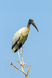 Image. Wood Stork