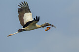 Image. Wood Stork