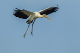 Image. Wood Stork