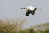 Image. Wood Stork