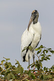 Image. Wood Stork