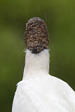 Image. Wood Stork