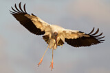 Image. Wood Stork