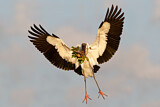 Image. Wood Stork