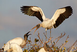 Image. Wood Stork