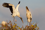 Image. Wood Stork