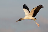 Image. Wood Stork