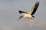Image. Wood Stork