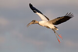 Image. Wood Stork