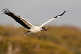 Image. Wood Stork
