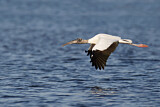 Image. Wood Stork