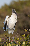 Image. Wood Stork
