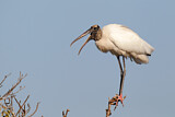 Image. Wood Stork