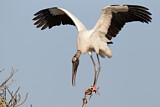 Image. Wood Stork