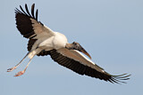 Image. Wood Stork