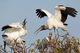 Image. Wood Stork