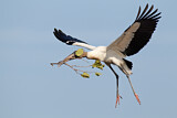 Image. Wood Stork