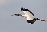 Image. Wood Stork