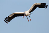 Image. Wood Stork