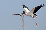 Image. Wood Stork