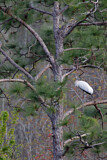 Image. Wood Stork