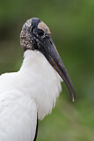 Image. Wood Stork