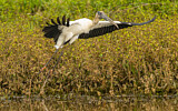 Image. Wood Stork