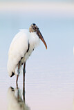 Image. Wood Stork