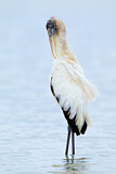 Image. Wood Stork