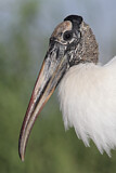 Image. Wood Stork