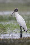 Image. Wood Stork