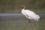 Image. Wood Stork