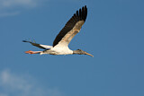 Image. Wood Stork