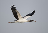 Image. Wood Stork