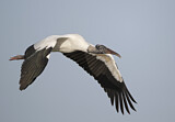 Image. Wood Stork
