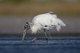 Image. Wood Stork