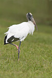 Image. Wood Stork