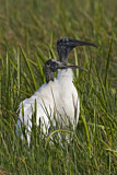 Image. Wood Stork