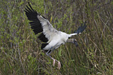 Image. Wood Stork
