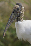 Image. Wood Stork