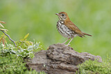 Image. Wood Thrush