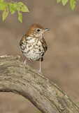 Image. Wood Thrush