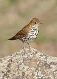 Image. Wood Thrush